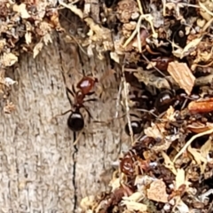 Papyrius sp. (genus) at Stromlo, ACT - suppressed