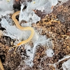 Geophilomorpha sp. (order) (Earth or soil centipede) at Stromlo, ACT - 24 Nov 2021 by trevorpreston