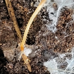 Geophilomorpha sp. (order) at Stromlo, ACT - 24 Nov 2021