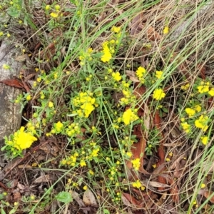 Hibbertia obtusifolia at Stromlo, ACT - 24 Nov 2021