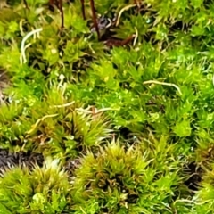 Rosulabryum sp. at Stromlo, ACT - 24 Nov 2021