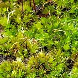 Rosulabryum sp. at Stromlo, ACT - 24 Nov 2021