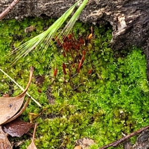 Rosulabryum sp. at Stromlo, ACT - 24 Nov 2021