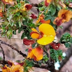 Pultenaea procumbens (Bush Pea) at Stromlo, ACT - 24 Nov 2021 by trevorpreston