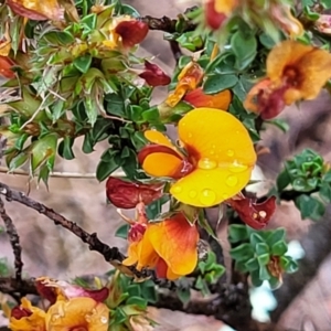 Pultenaea procumbens at Stromlo, ACT - 24 Nov 2021 11:18 AM