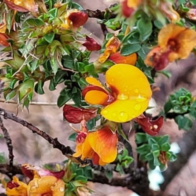 Pultenaea procumbens (Bush Pea) at Stromlo, ACT - 24 Nov 2021 by tpreston