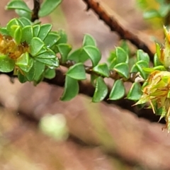 Pultenaea procumbens at Stromlo, ACT - 24 Nov 2021 11:18 AM