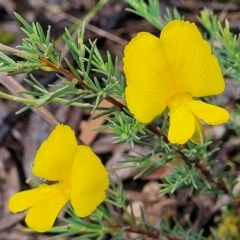 Gompholobium huegelii (Pale Wedge Pea) at Stromlo, ACT - 24 Nov 2021 by tpreston