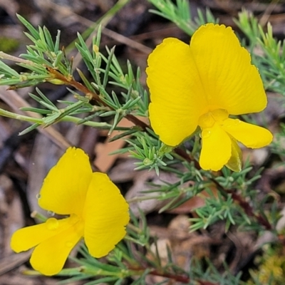 Gompholobium huegelii (pale wedge–pea) at Stromlo, ACT - 24 Nov 2021 by trevorpreston