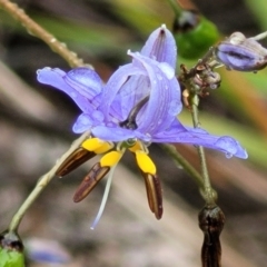 Dianella revoluta (Black-Anther Flax Lily) at Stromlo, ACT - 24 Nov 2021 by trevorpreston