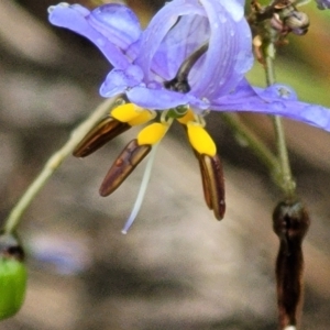 Dianella revoluta at Stromlo, ACT - 24 Nov 2021