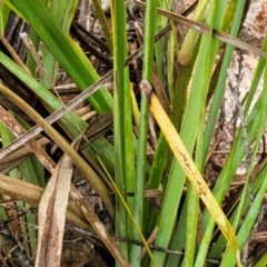 Dianella revoluta at Stromlo, ACT - 24 Nov 2021