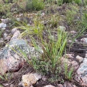 Dianella revoluta at Stromlo, ACT - 24 Nov 2021