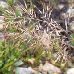 Austrostipa scabra (Corkscrew Grass, Slender Speargrass) at Stromlo, ACT - 24 Nov 2021 by tpreston