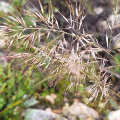 Austrostipa scabra (Corkscrew Grass, Slender Speargrass) at Stromlo, ACT - 24 Nov 2021 by trevorpreston