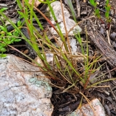 Austrostipa scabra at Stromlo, ACT - 24 Nov 2021 11:26 AM