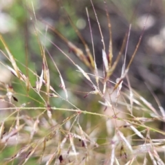 Austrostipa scabra at Stromlo, ACT - 24 Nov 2021 11:26 AM