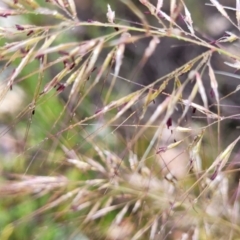 Austrostipa scabra at Stromlo, ACT - 24 Nov 2021 11:26 AM