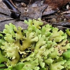 Heterodea sp. (A lichen) at Stromlo, ACT - 24 Nov 2021 by trevorpreston