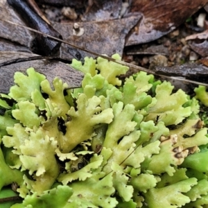 Heterodea sp. at Stromlo, ACT - 24 Nov 2021