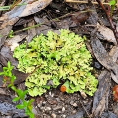 Heterodea sp. at Stromlo, ACT - 24 Nov 2021 11:28 AM