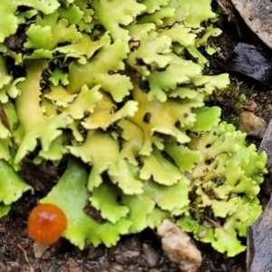 Heterodea sp. at Stromlo, ACT - 24 Nov 2021