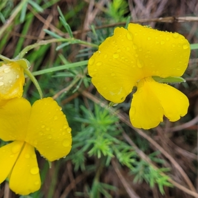 Gompholobium huegelii (pale wedge–pea) at Stromlo, ACT - 24 Nov 2021 by trevorpreston