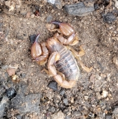 Urodacus manicatus at Stromlo, ACT - 24 Nov 2021