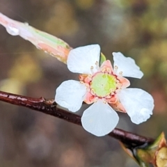 Gaudium multicaule (Teatree) at Stromlo, ACT - 24 Nov 2021 by trevorpreston