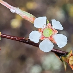 Gaudium multicaule at Stromlo, ACT - 24 Nov 2021