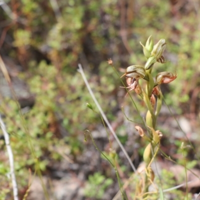 Oligochaetochilus hamatus (Southern Hooked Rustyhood) at Tralee, NSW - 23 Nov 2021 by jamesjonklaas