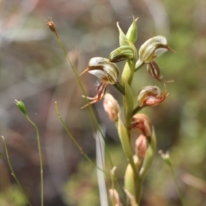 Oligochaetochilus hamatus at Tralee, NSW - 23 Nov 2021