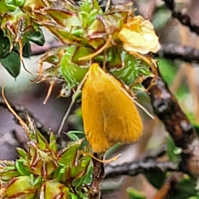 Eulechria electrodes (Yellow Eulechria Moth) at Stromlo, ACT - 24 Nov 2021 by tpreston