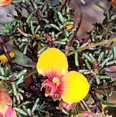 Dillwynia phylicoides (A Parrot-pea) at Stromlo, ACT - 24 Nov 2021 by trevorpreston