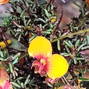 Dillwynia phylicoides at Stromlo, ACT - 24 Nov 2021 11:43 AM