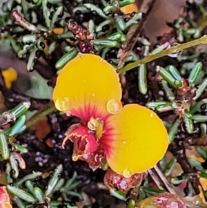 Dillwynia phylicoides at Stromlo, ACT - 24 Nov 2021 11:43 AM