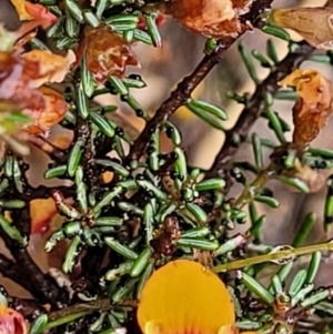 Dillwynia phylicoides at Stromlo, ACT - 24 Nov 2021 11:43 AM