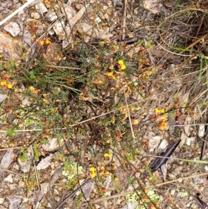 Dillwynia phylicoides at Stromlo, ACT - 24 Nov 2021 11:43 AM