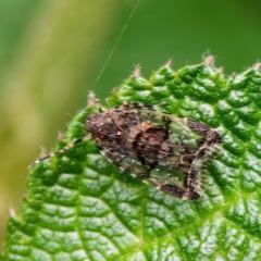 Dipsiathus obscurifrons (Achilid planthopper) at ANBG - 23 Nov 2021 by DPRees125