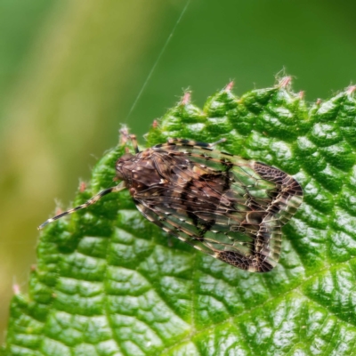 Dipsiathus obscurifrons (Achilid planthopper) at ANBG - 23 Nov 2021 by DPRees125