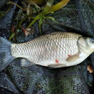 Carassius auratus at Lawson, ACT - 1 May 2022 04:35 PM