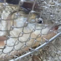 Carassius auratus at Lawson, ACT - 1 May 2022 04:35 PM