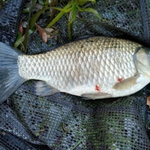 Carassius auratus at Lawson, ACT - 1 May 2022