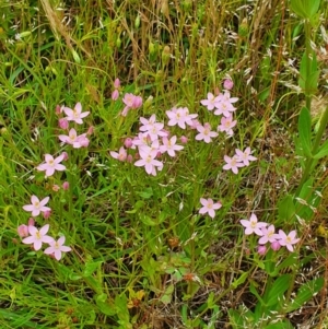 Centaurium sp. at Hackett, ACT - 23 Nov 2021 11:13 AM