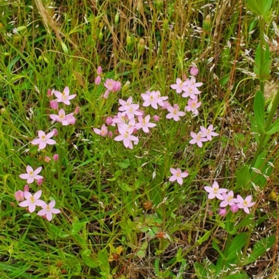 Centaurium sp. (Centaury) at Hackett, ACT - 23 Nov 2021 by Helberth