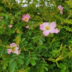 Rosa rubiginosa (Sweet Briar, Eglantine) at Pialligo, ACT - 22 Nov 2021 by Helberth