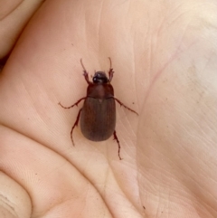 Sericesthis nigrolineata (Dusky pasture scarab) at O'Connor, ACT - 20 Nov 2021 by AndrewCB