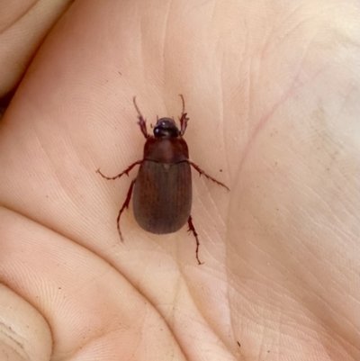 Sericesthis nigrolineata (Dusky pasture scarab) at O'Connor, ACT - 20 Nov 2021 by AndrewCB