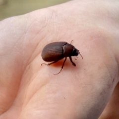 Sericesthis nigrolineata at O'Connor, ACT - 20 Nov 2021