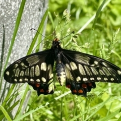 Papilio anactus (Dainty Swallowtail) at O'Connor, ACT - 8 Nov 2021 by AndrewCB